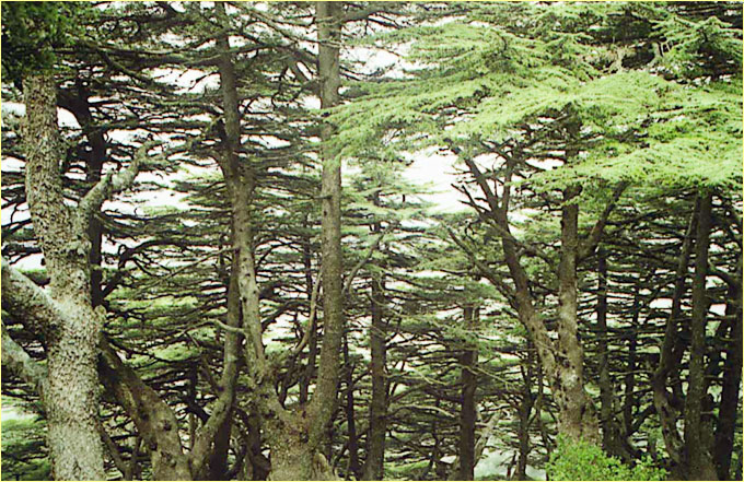 Cedre du Liban