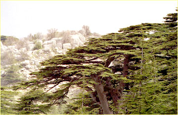 Cedre du Liban