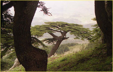 Cedre du Liban