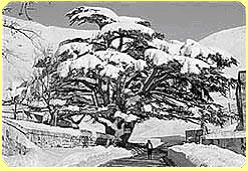 Cedre du Liban